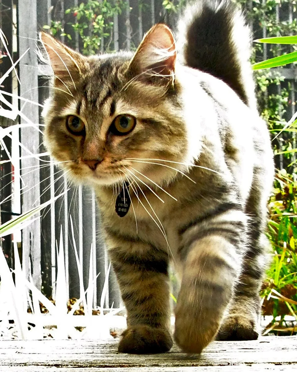 American Bobtail