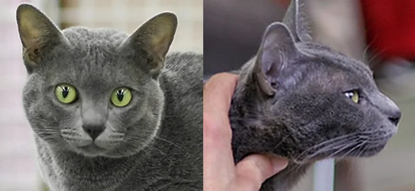 Korat