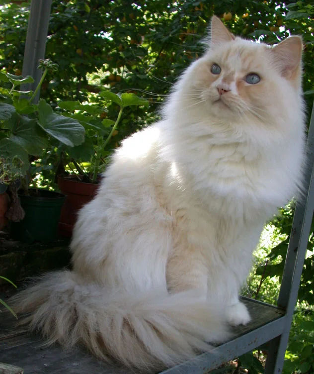 What belongs in a realistic cat-care budget?