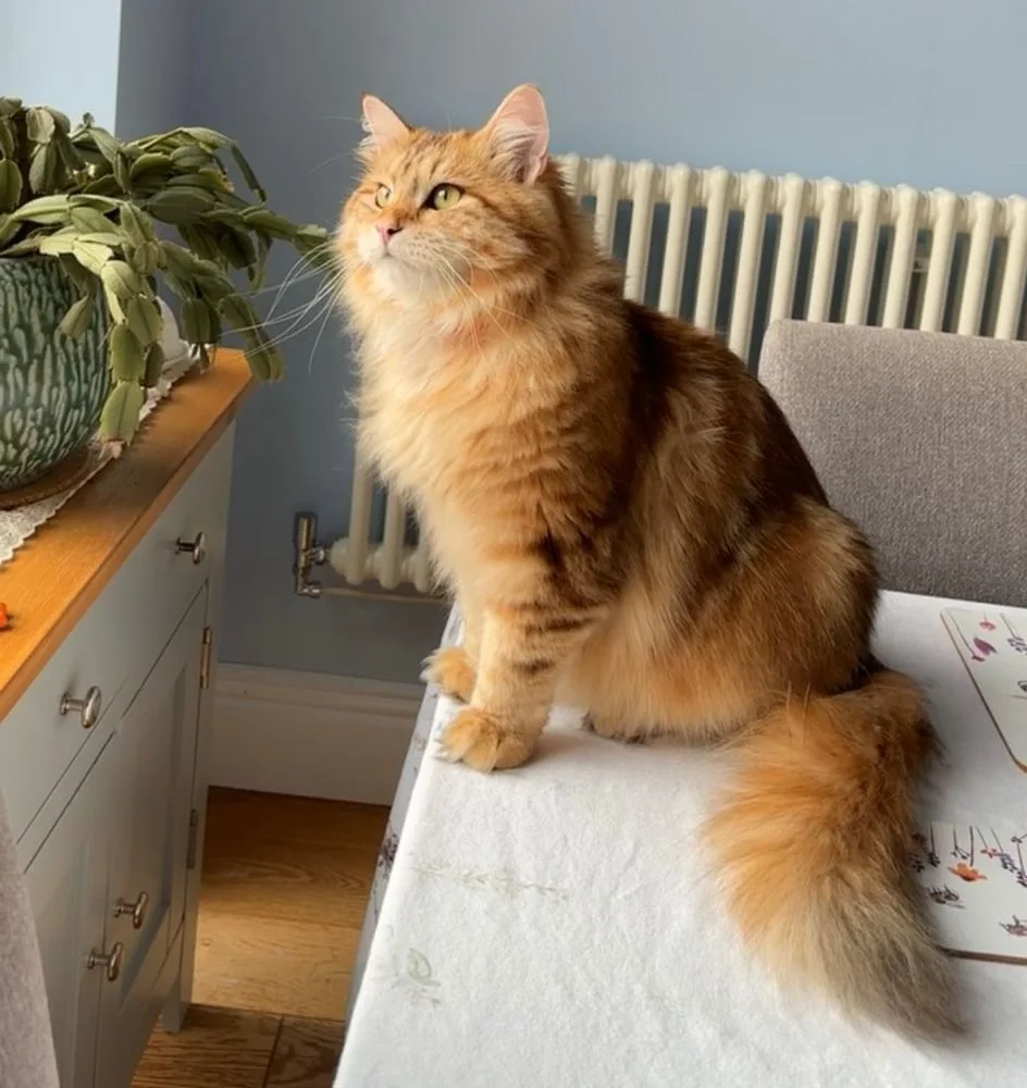 Windows, balconies and the curious indoor cat