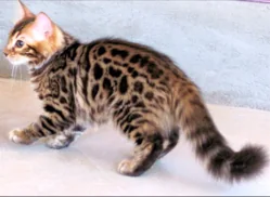 Bengal