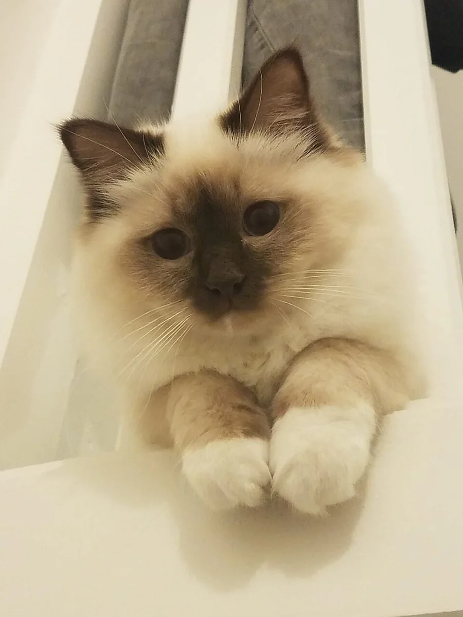 Birman