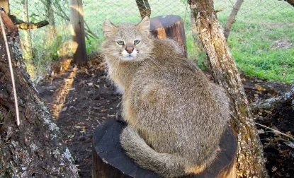 Pampas cat