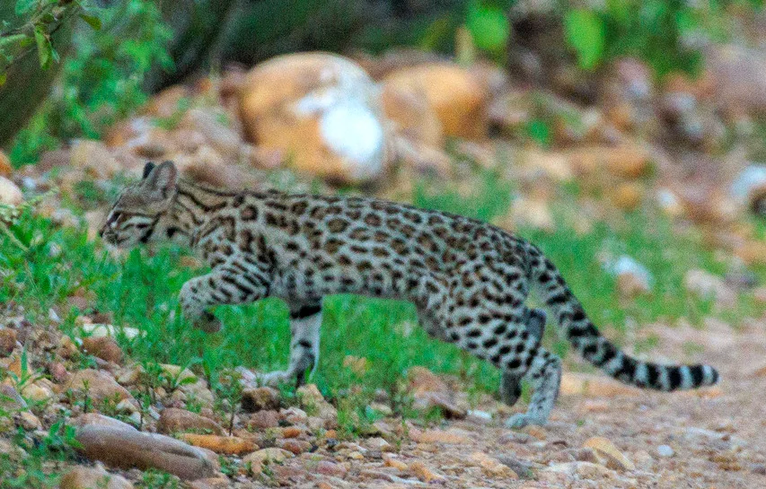Northern tiger cat