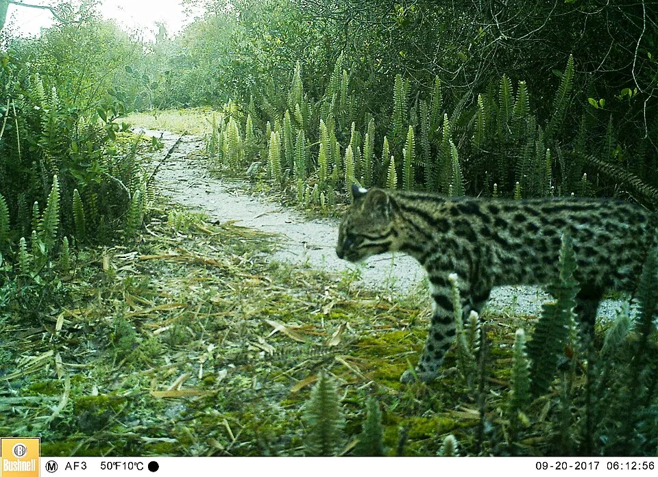 Southern tiger cat