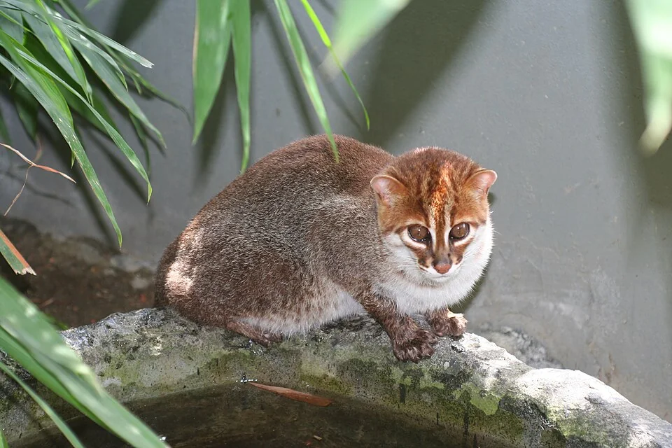 Flat-headed cat